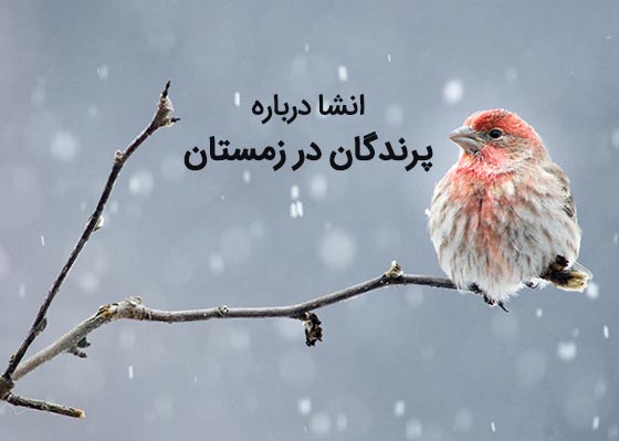 انشای زیبا درباره پرندگان در زمستان